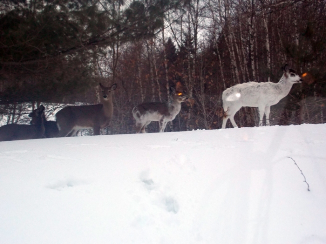 Several deer walking atop a slight ridge in the snow.