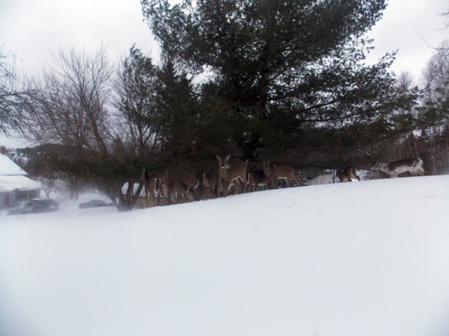 Deer under the branches of an evergreen.